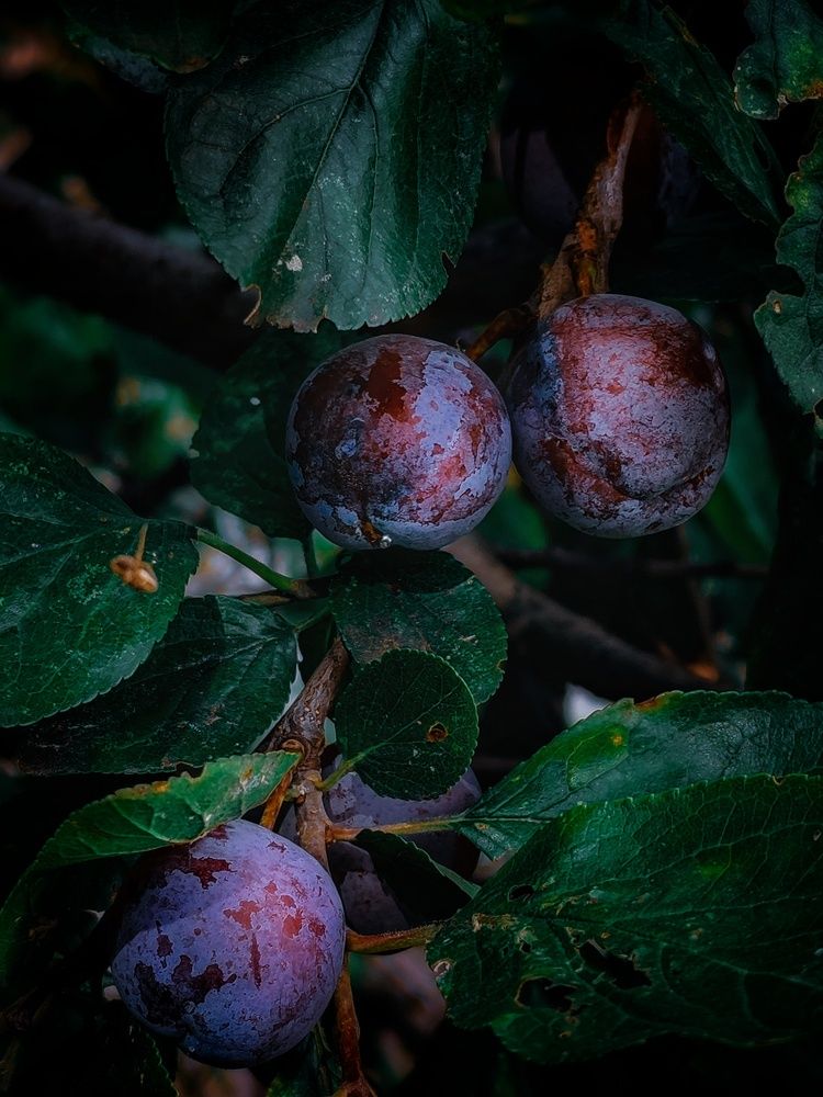 Photograph by Дайана