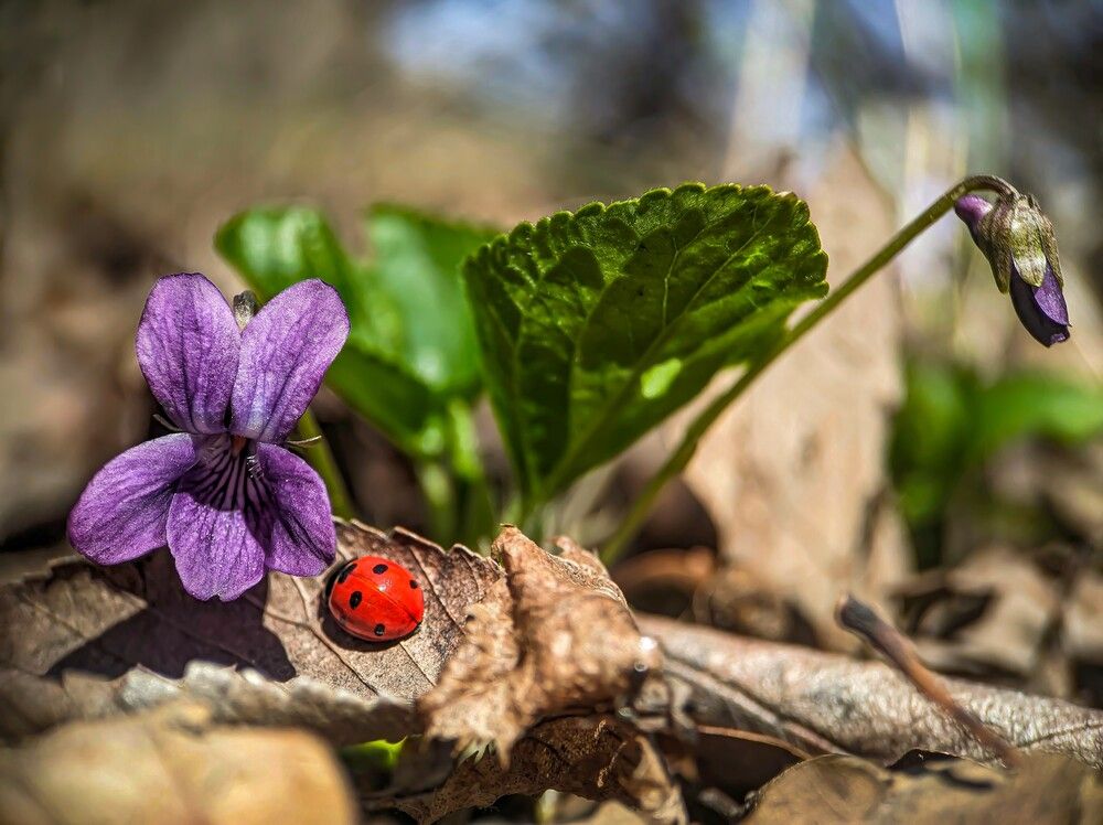 Lady In Red & Viola