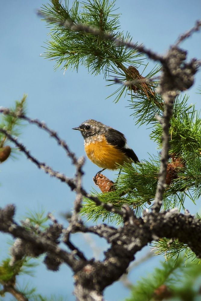 Горихвостка сибирская