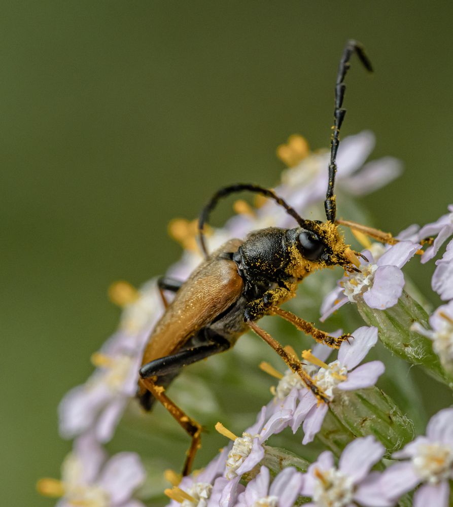Знатный усач.
