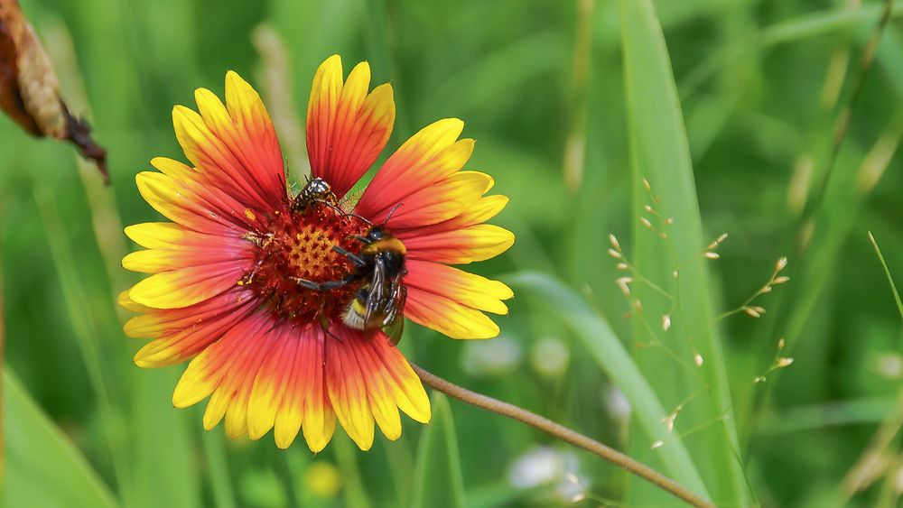 Он выгоняет нашего жука