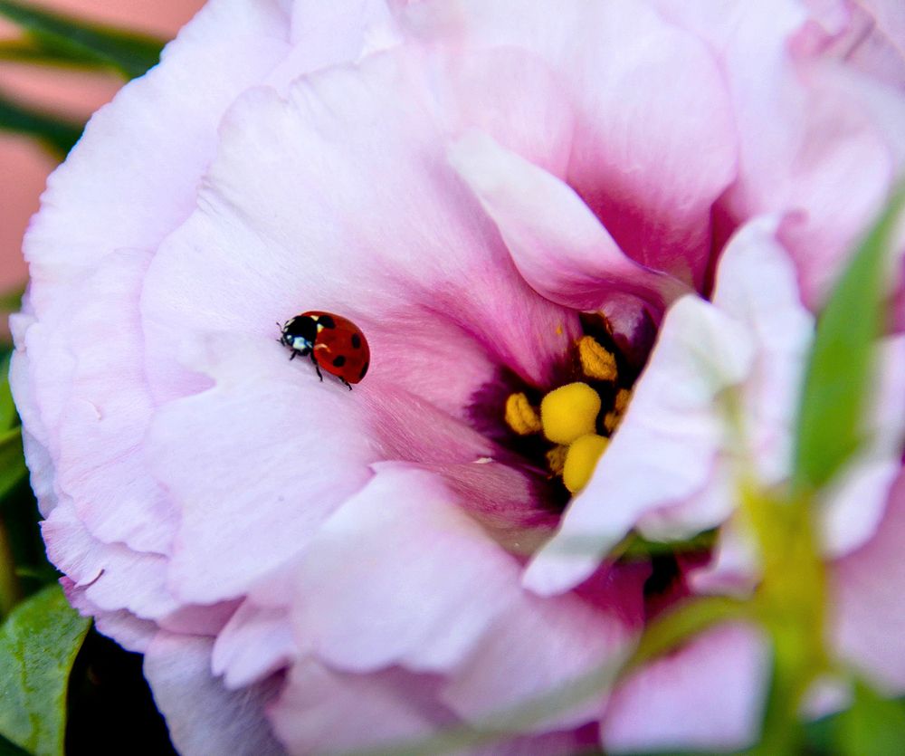 Ох, как вкусно!