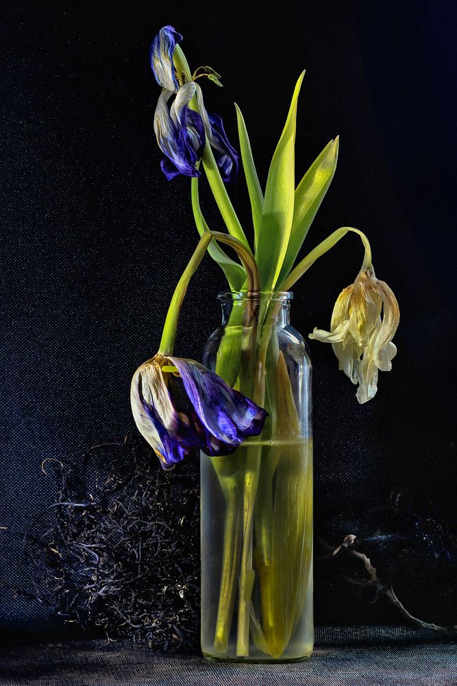 Уставшие тюльпаны