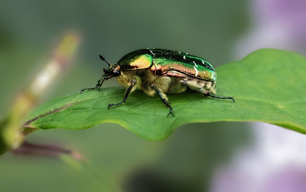 Фотография автора Олег Чернышев