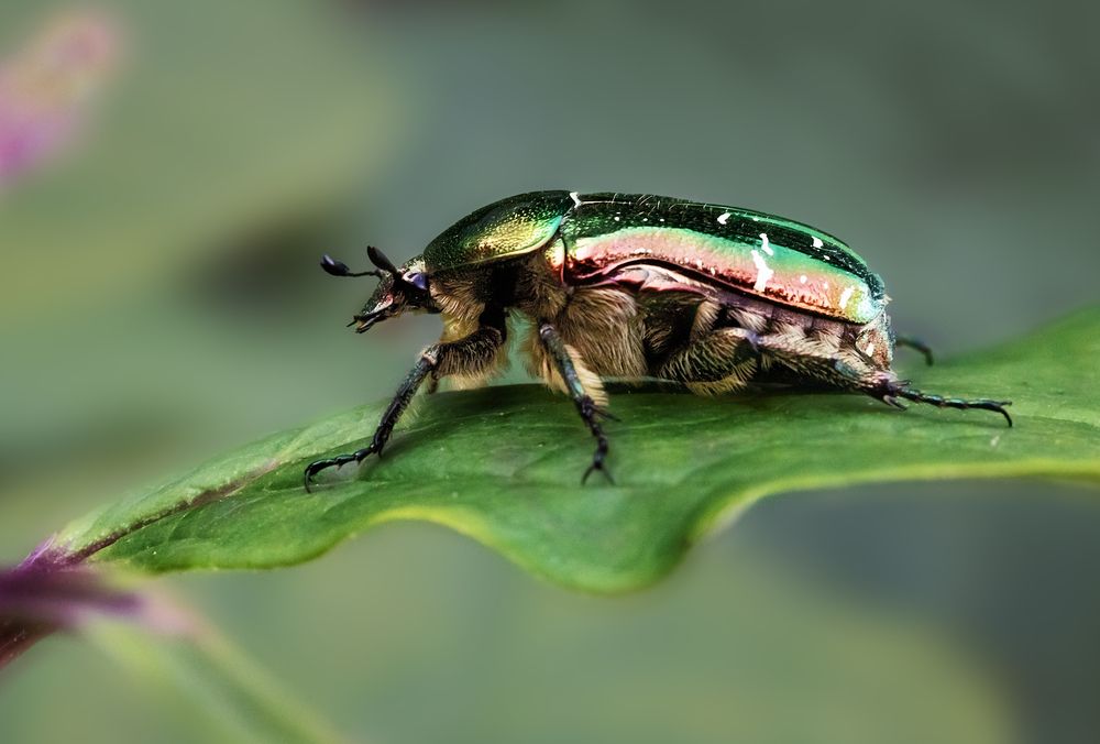 Фотография автора Олег Чернышев