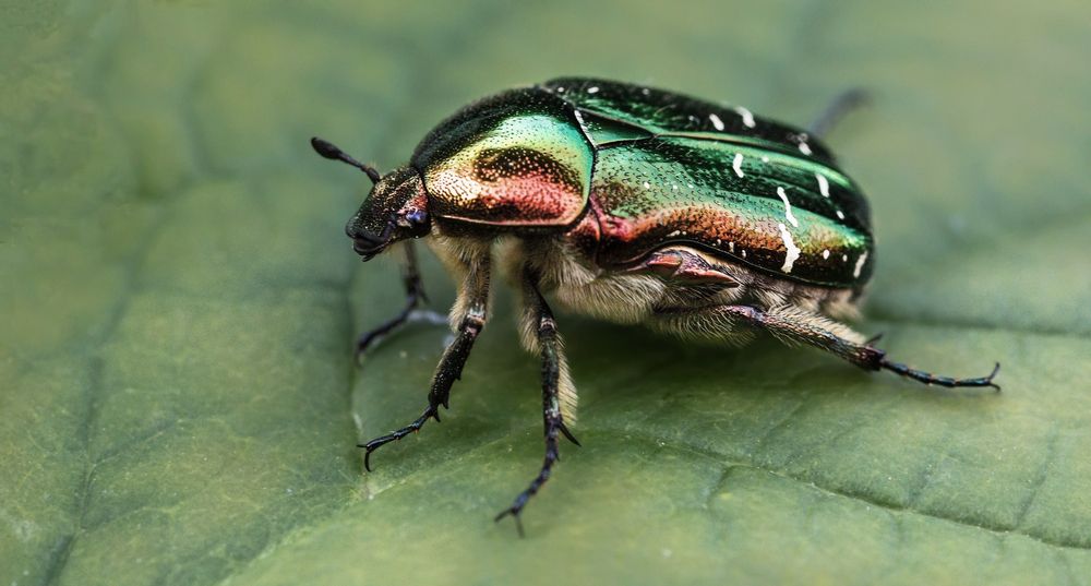 Фотография автора Олег Чернышев