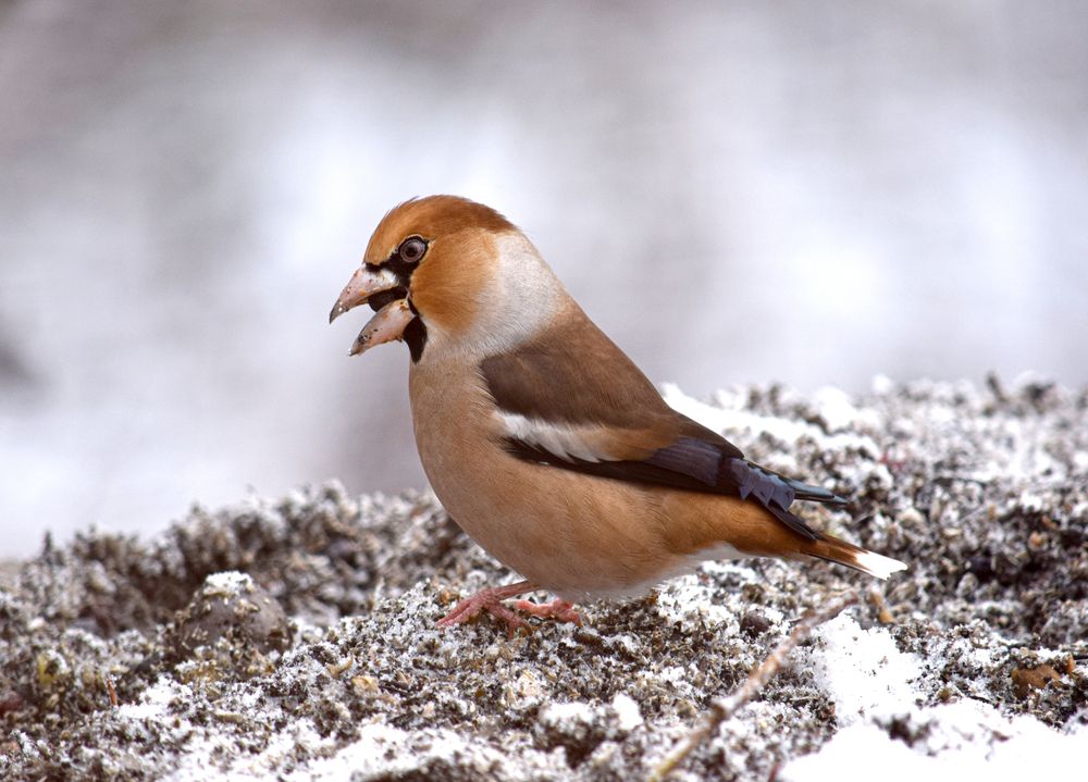 Photograph by Оксана Льдинина