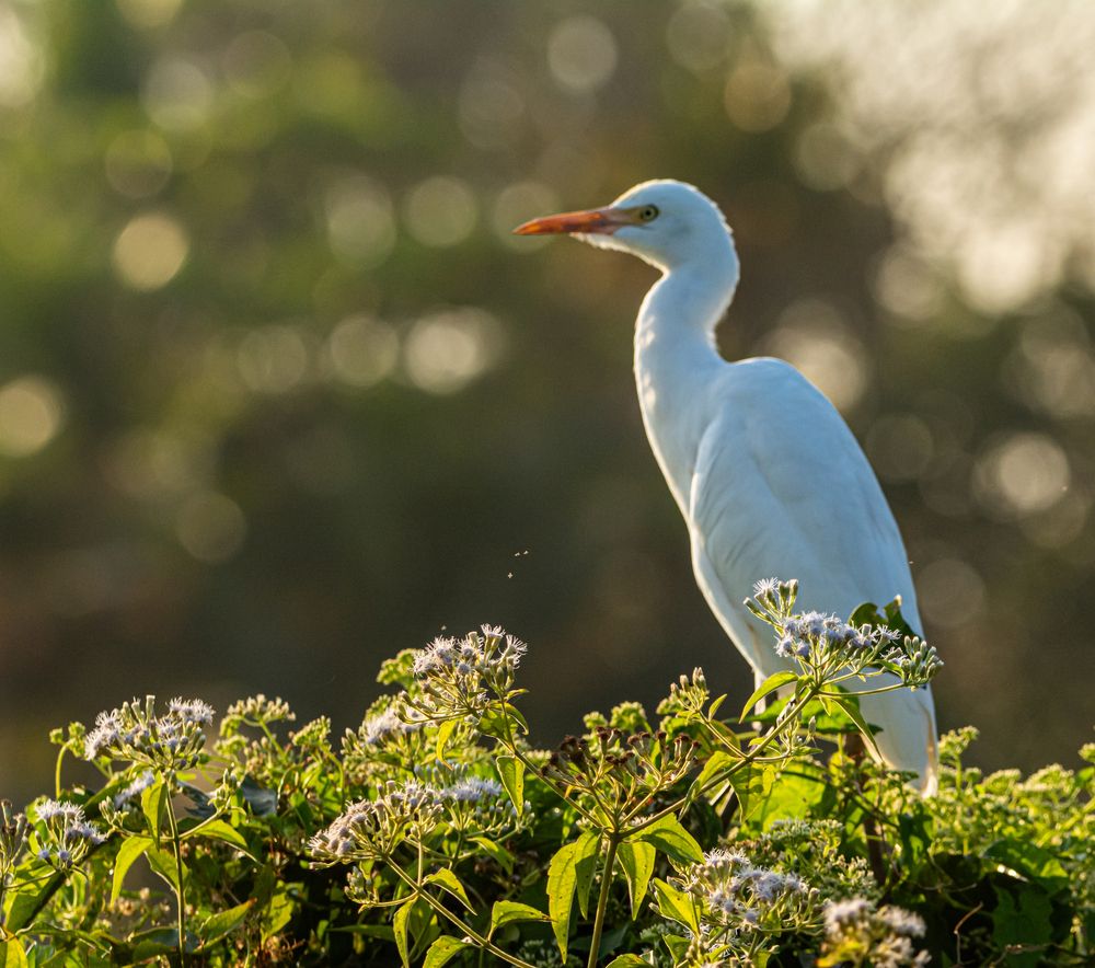 Фотография автора Rehana Alpha