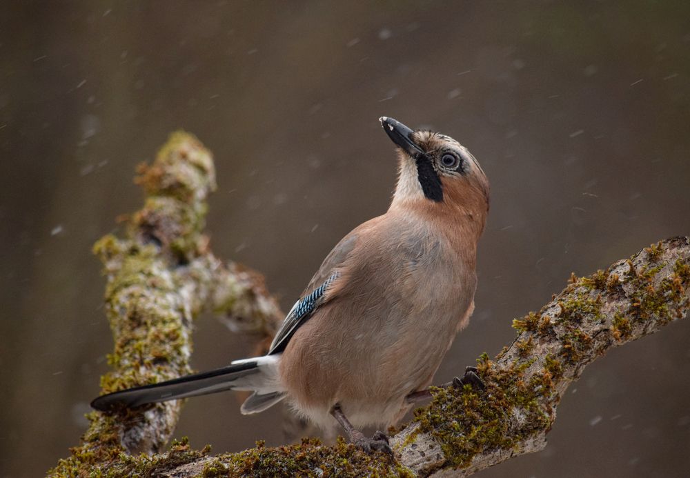 Photograph by Оксана Льдинина