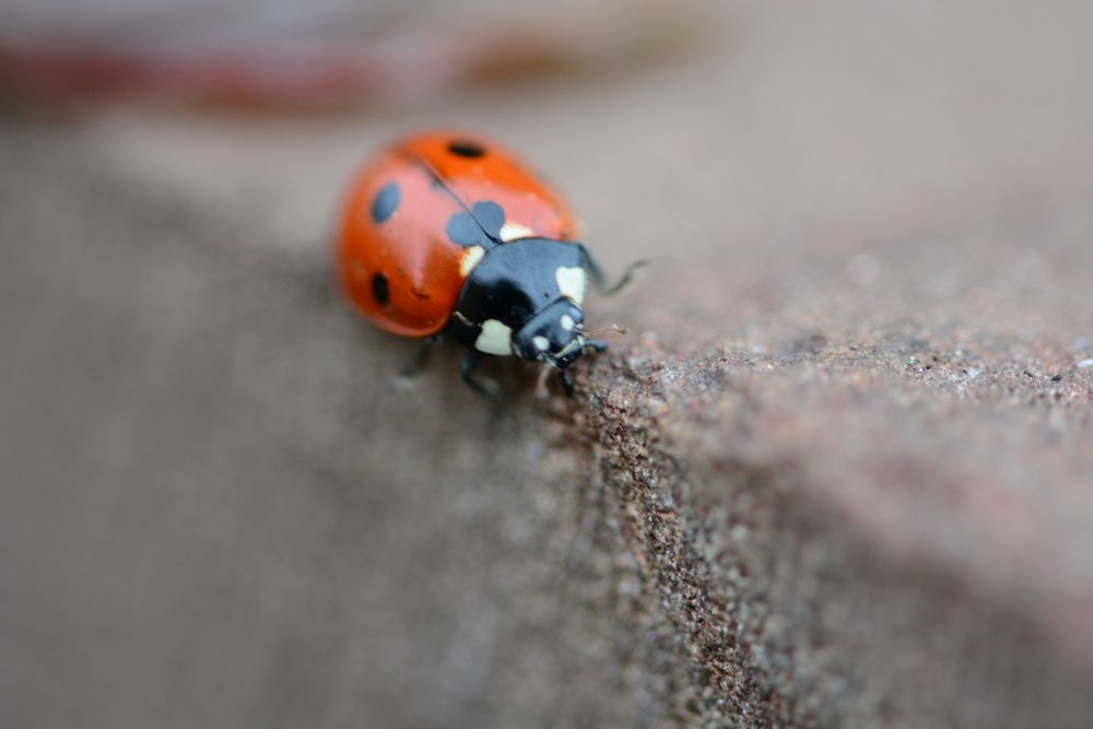 Photograph by Виктория Кос