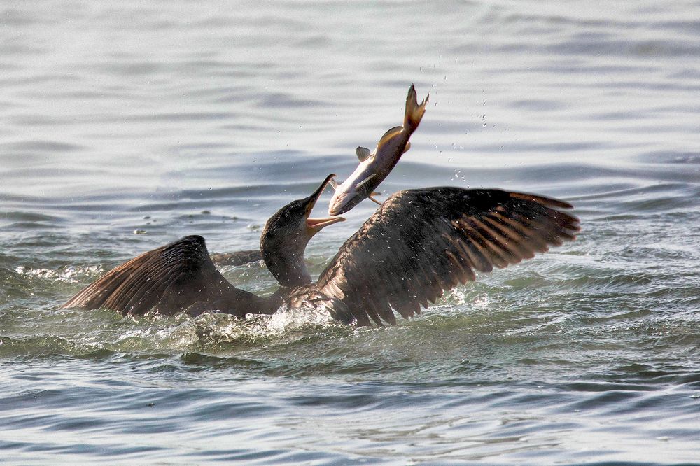 Баклан-рыболов
