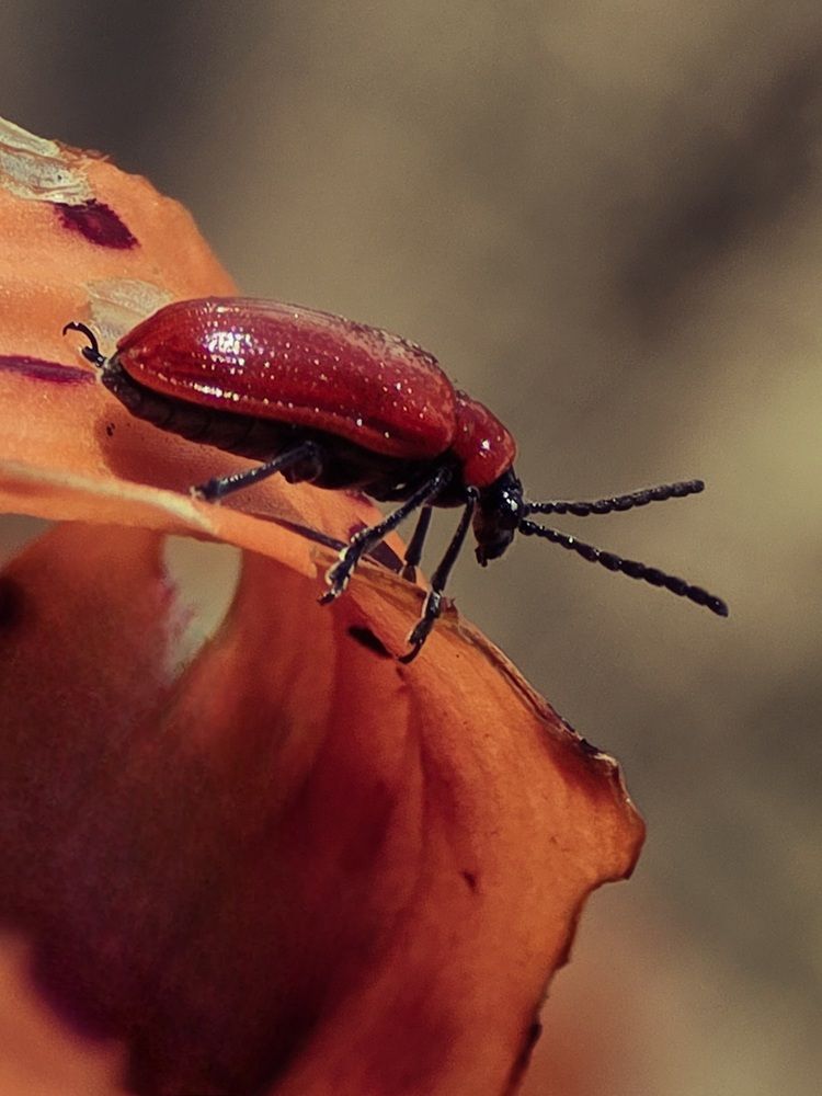 Photograph by Ирина Хлебникова