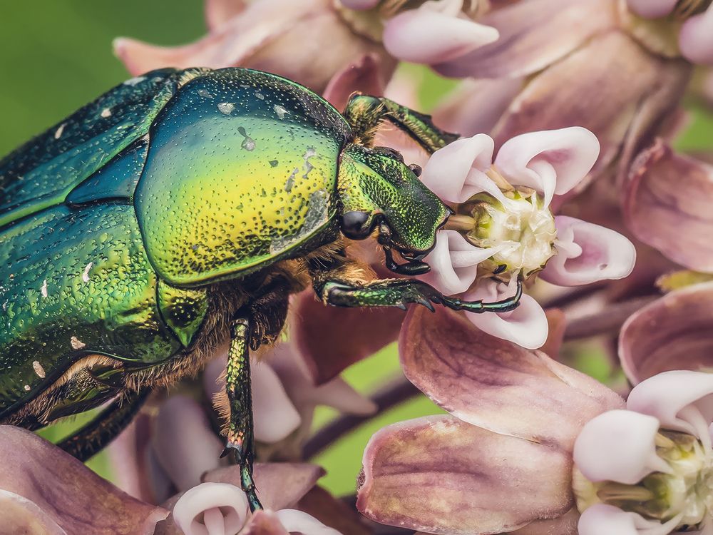 Emerald nectar hunter