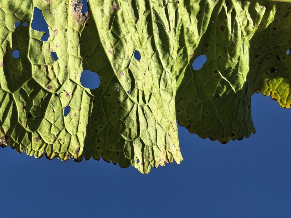 Фотография автора Елена Охапкина