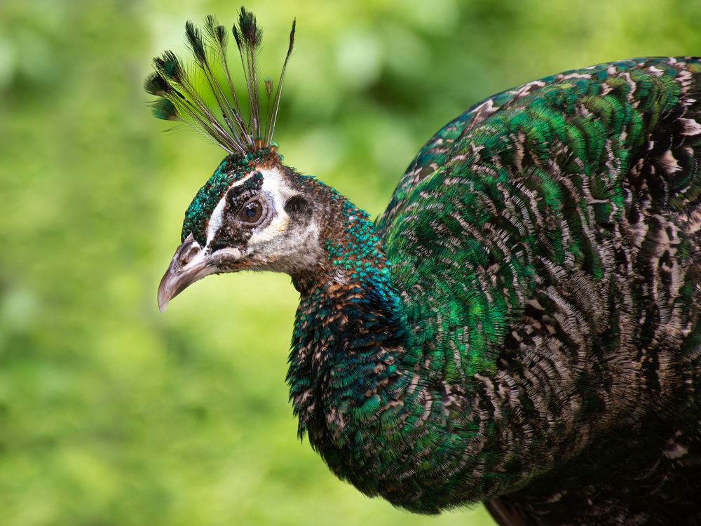 Photograph by Наталья Кокорина