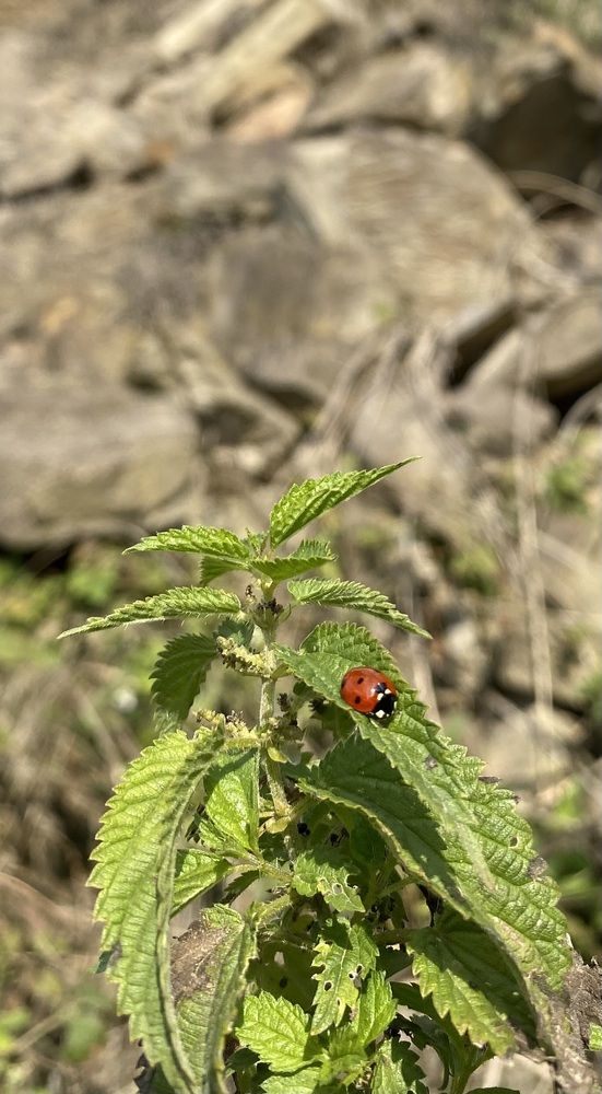 Photograph by Алиса Лукина