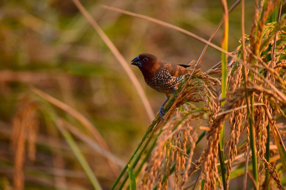 Photograph by shashiranjan prakash