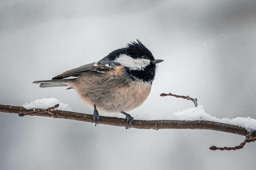 Photograph by Щепанов Дмитрий