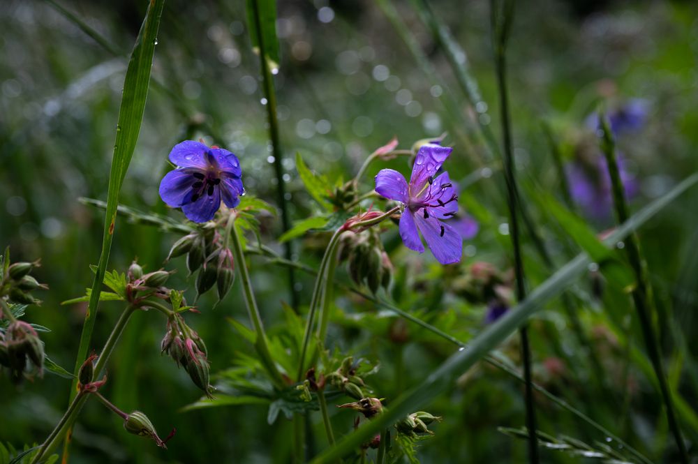 Photograph by Рыков Сергей