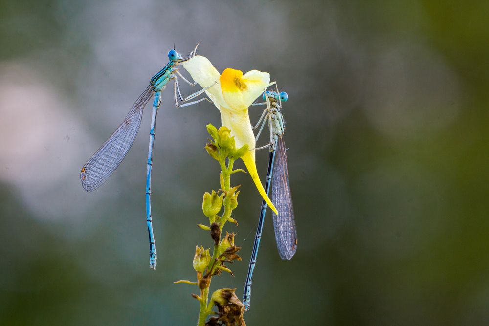 Photograph by Елена