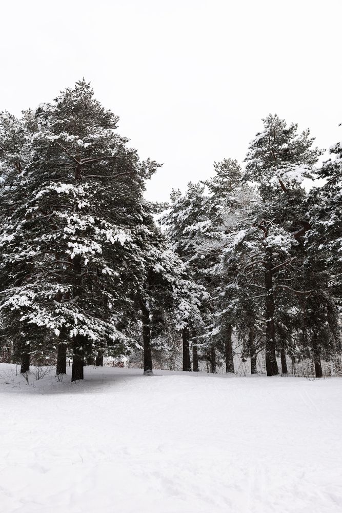 Photograph by Юлия Шевцова