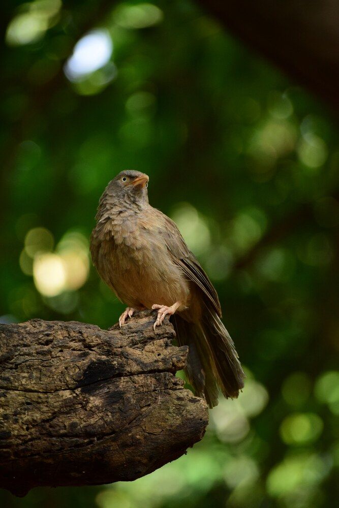 Photograph by shashiranjan prakash