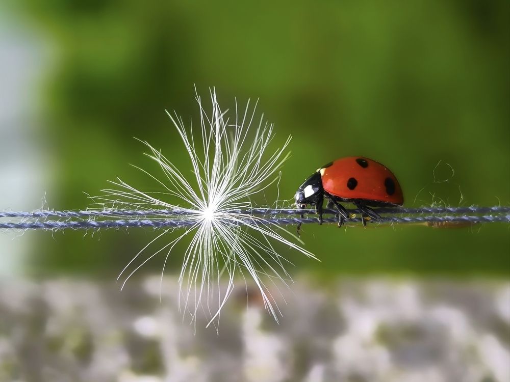 Фотография автора Лена Гром