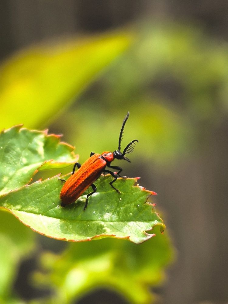 Отдых на листке