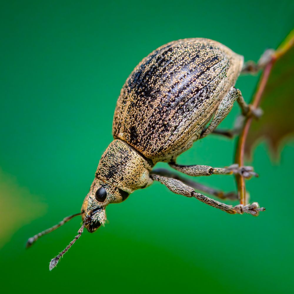 Photograph by Alexander Dolapchiev