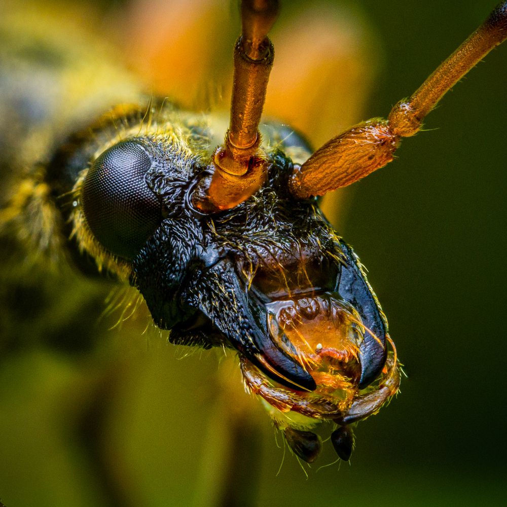 Фотография автора Alexander Dolapchiev