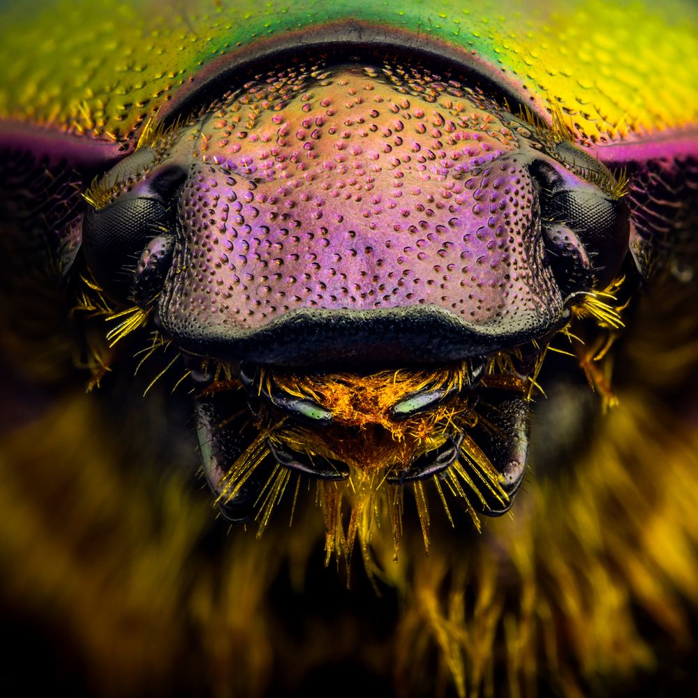 Photograph by Alexander Dolapchiev