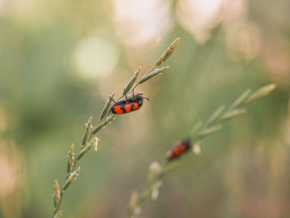 Photograph by Христина Сергейчик