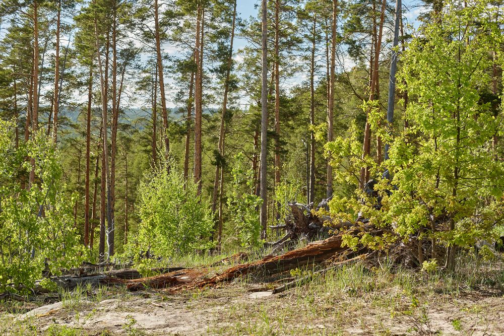Photograph by Борис Максимов