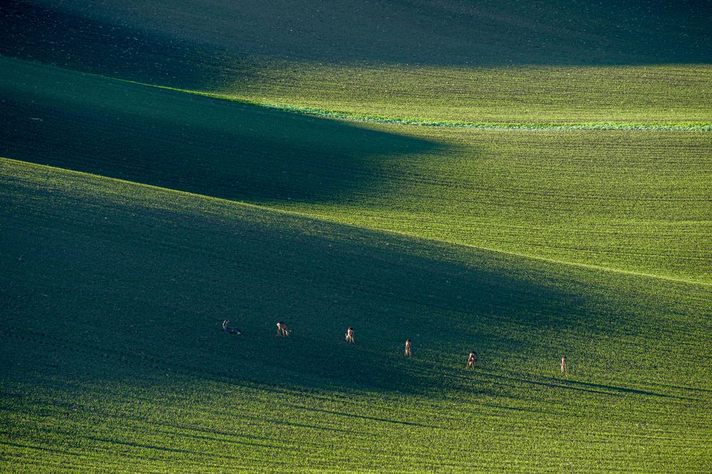 The last rays of the sunset. Moravia