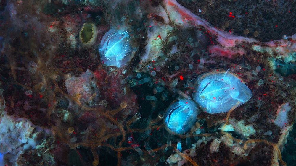 Three Cirripedia crustaceans