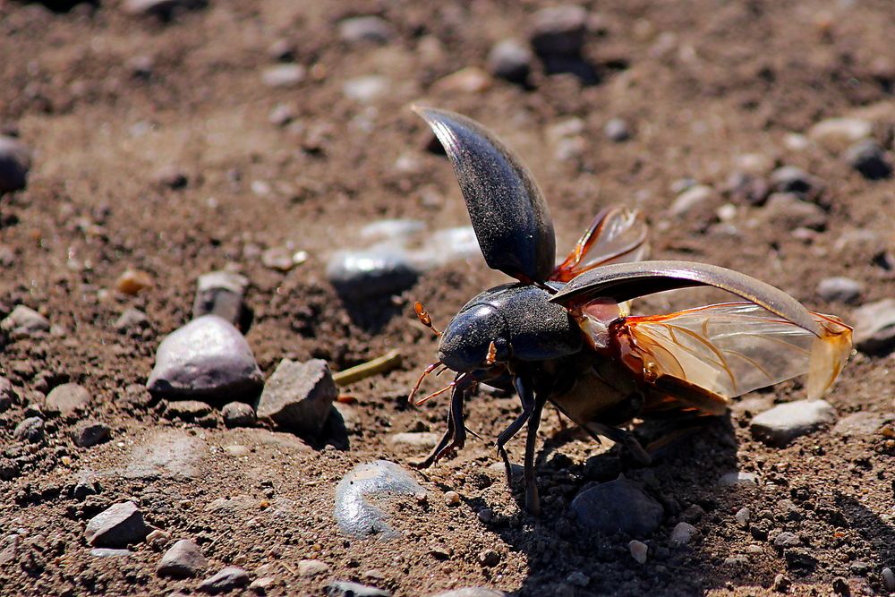 Photograph by Александр Велигура
