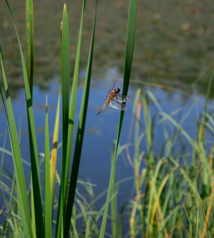 Photograph by Елена Фурашова