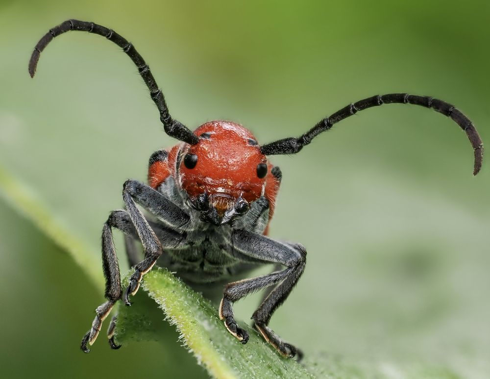 Red milkweed beetle (Tetraopes tetrophthalmus)