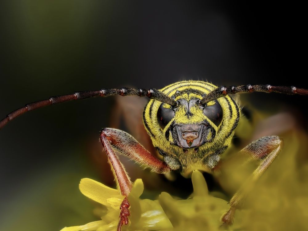 Locust borer (Megacyllene robiniae)