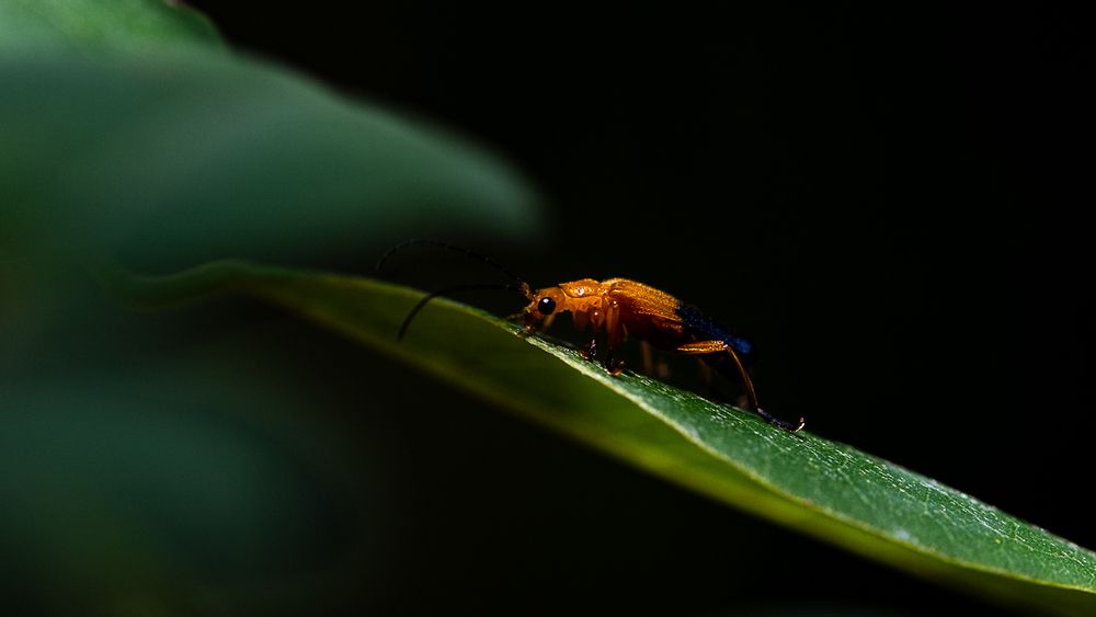 Orange flair