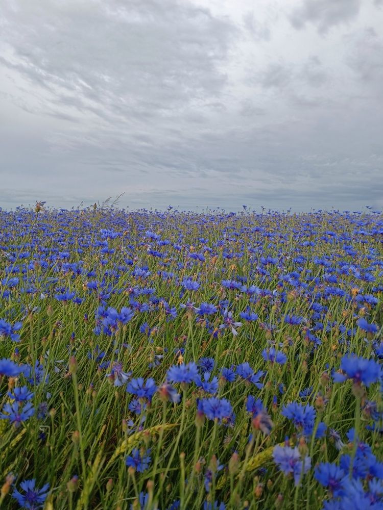 Photograph by Елена Пархоменко