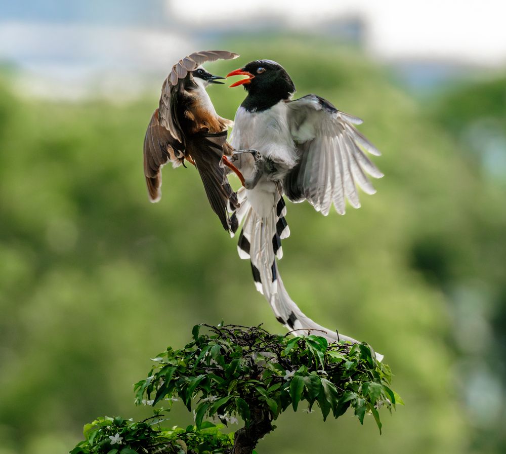 Photograph by Lê Huy Anh