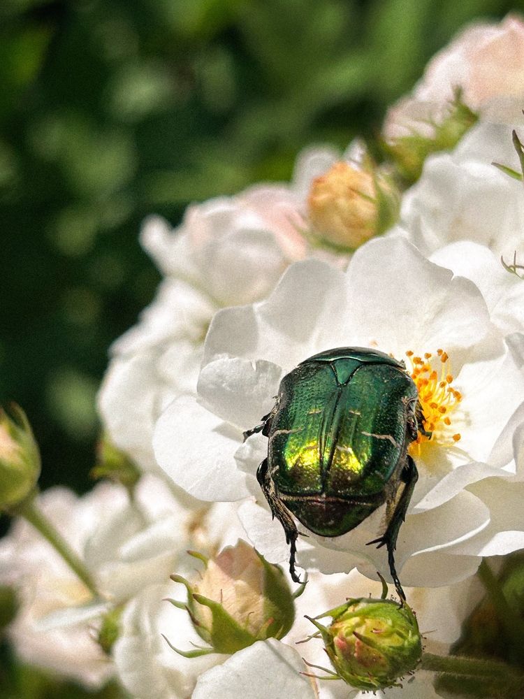 Photograph by Аруза