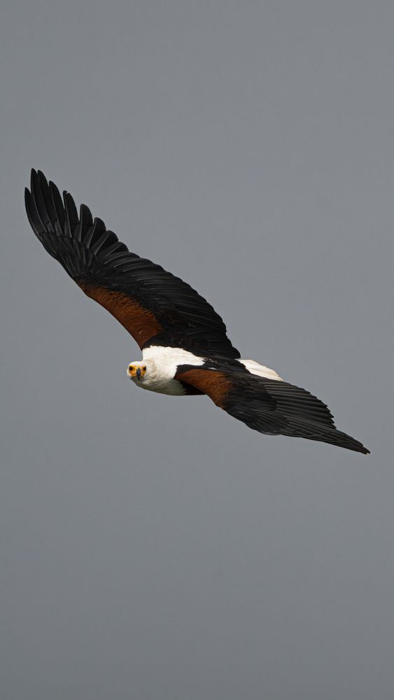 The Sovereign of the Skies