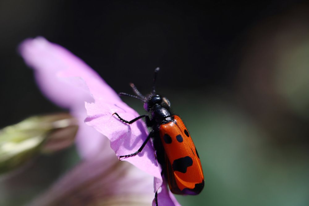 Жук нарывник.