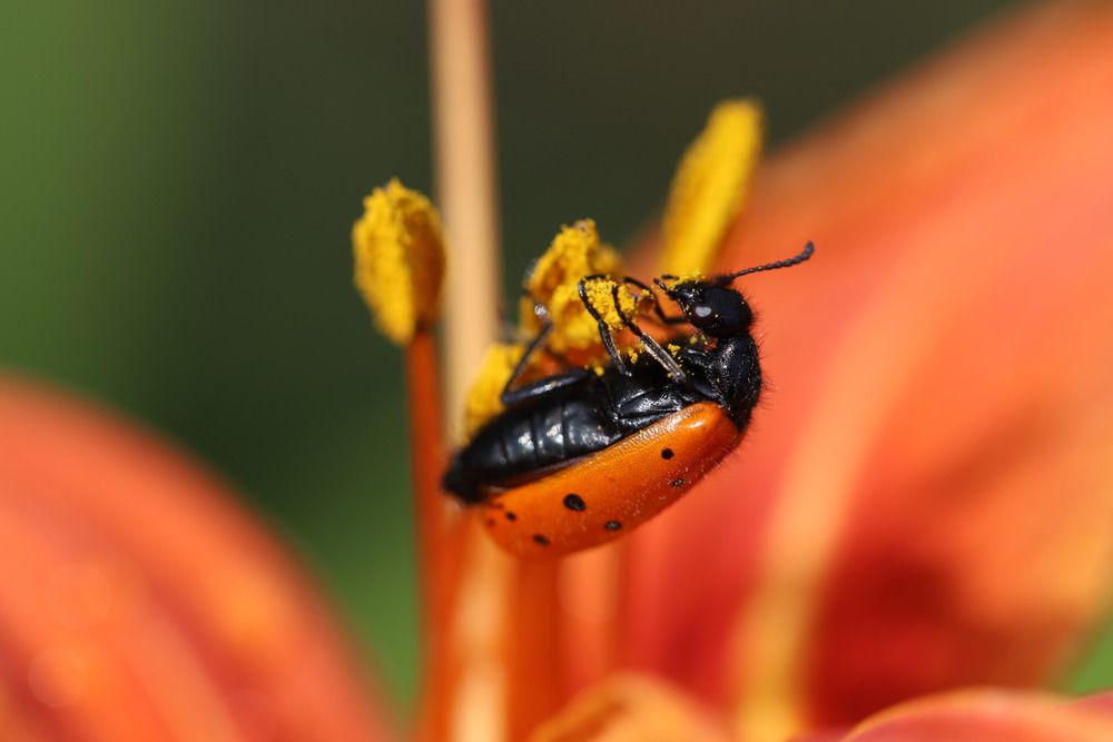 Жук нарывник на лилии