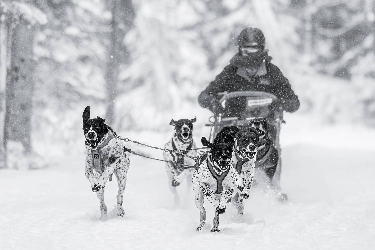 Фотография #13189536