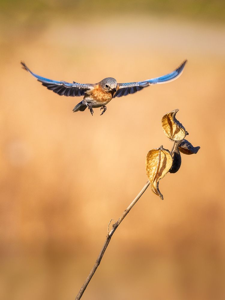 Photograph by Zhenhuan Zhou