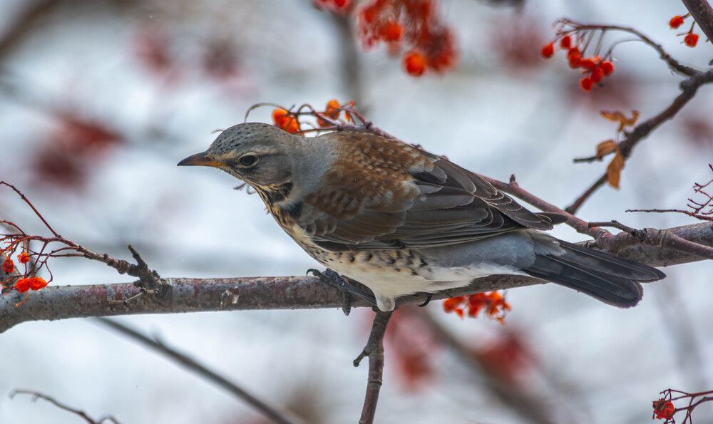 Photograph by Толян Бууулочкин