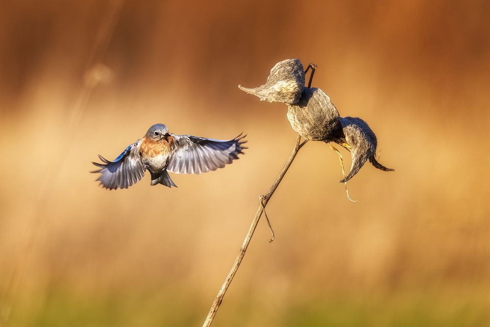 Photograph by Zhenhuan Zhou